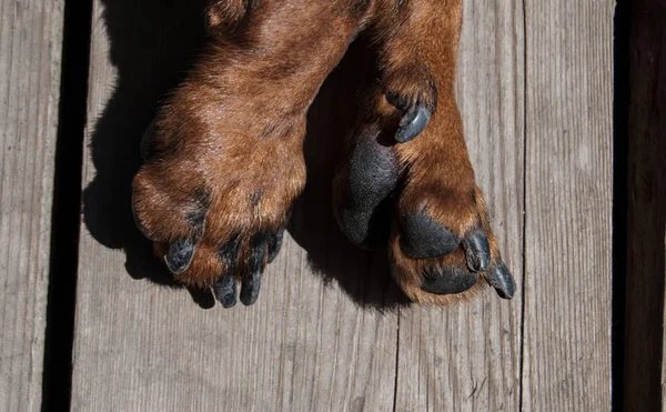 Patas Marrones Dachshund Mármol — Foto de Stock