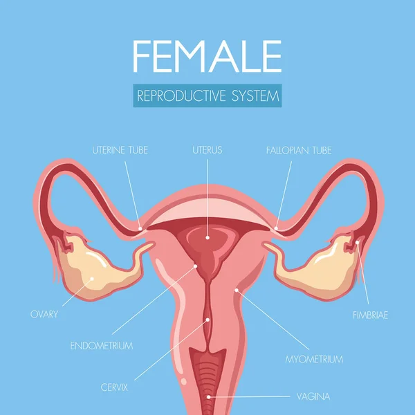 Erziehung durch diese wunderschön gestaltete Anatomie der Gebärmutter. — Stockvektor