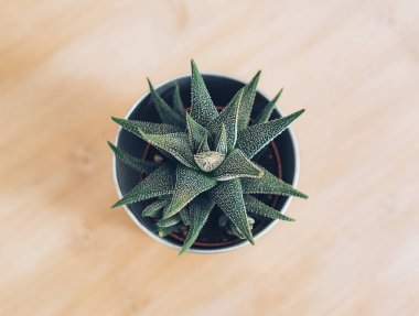 Bir kaktüs üst görünümü, habortia bitki, zekâ ahşap backgorund.