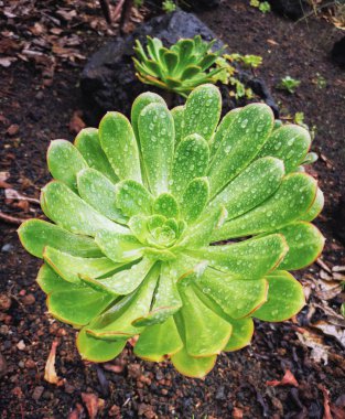 Damla ile ıslak yeşil Aeonium Succulent üst görünümü