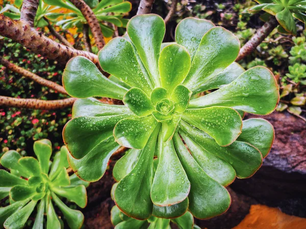 Вид сверху на влажно-зеленый суккулент Aeonium с каплями — стоковое фото