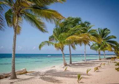 Saona adasındaki beyaz kumlu plajda Hindistan cevizi palmiyeleri, Dominik Cumhuriyeti