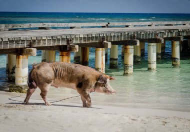 Exuma Bahamalar Adası limanında vahşi domuz