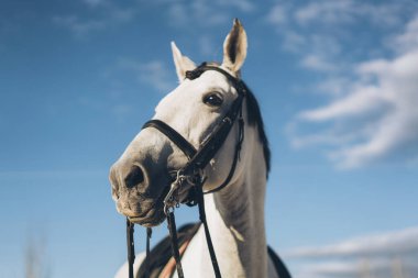 Beyaz safkan bir atın portresi.