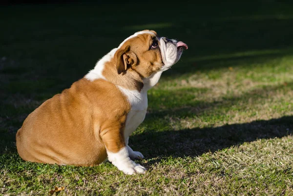 English bulldog portrait with the tongue outside