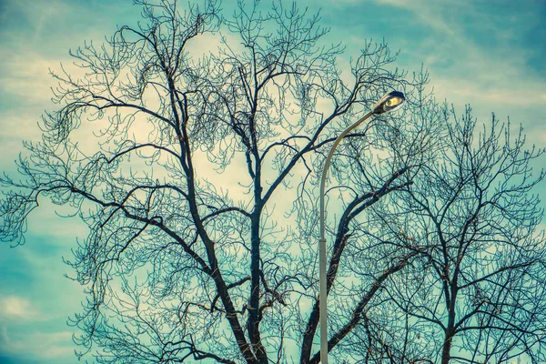 Blattloser Baum blauer Himmel und Stadtlampe — Stockfoto