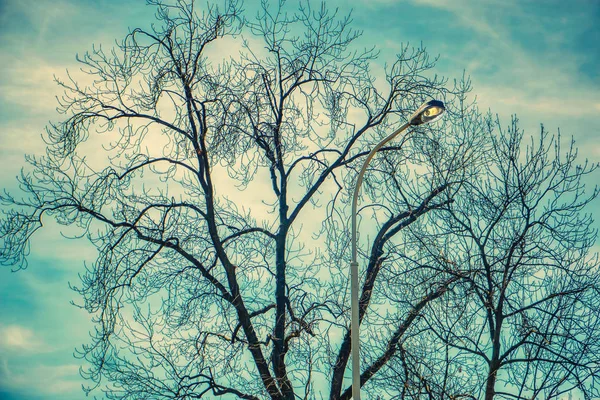 Árbol sin hojas cielo azul y lámpara de ciudad —  Fotos de Stock