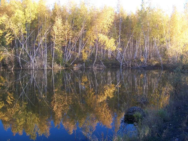 Республика Саха Якутия Осенний Лес — стоковое фото
