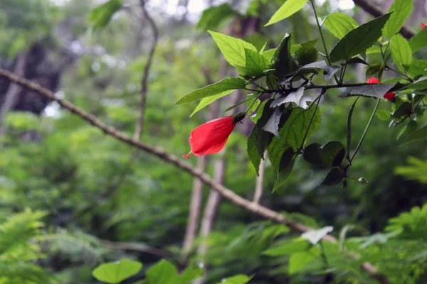 Flor Hibisco Taman Hutan Raya Juanda Bandung — Fotografia de Stock