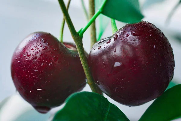 Bir ağaç dalı üzerinde Kiraz yakın. Arka plan olarak kullanabilirsiniz. Makro. — Stok fotoğraf