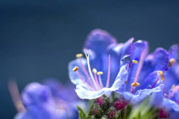 Güzel soyut çiçek, mavi renk. Sihirli çiçek arka plan. Makro foto. Harika doğa çiçeği.