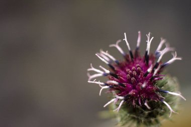 Burdock dikenli mor çiçek. Çiçek açan şifalı bitki burdock. Close.