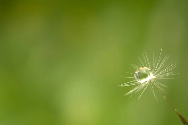 Naturel arka plan üzerinde bir karahindiba çiçeği tohumu üzerinde su damlası. Closeup. Metin için alan kopyalama.