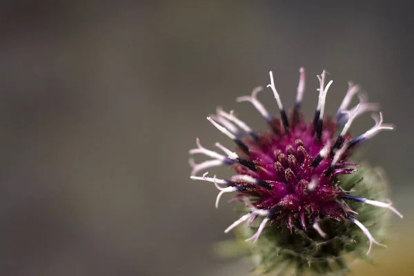 Burdock dikenli mor çiçek. Çiçek açan şifalı bitki burdock. Close.