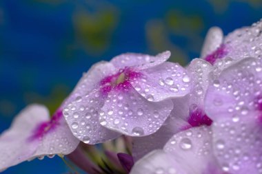 Flox çiçekleri yakın çekim fotoğraf çiçek. Bahçe Phlox.