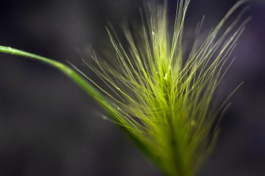 Koyu bir arka plan üzerinde tüy otu. Makro illüstrasyon. Metin için alan kopyalama.