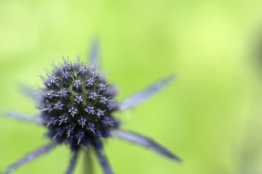 Tek küre Thistle Echinops sphaerocephalus güneşte gün batımında alanında mavi bir çiçek başkanı sivri. Echinops veya bitkilerin mavi dikenli çiçek baş. Globe Thistle veya yakın çekim.