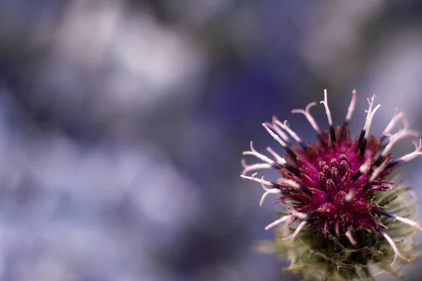 Burdock dikenli mor çiçek yakın çekim. Çiçek açan şifalı bitki burdock. Metin için alan kopyalama