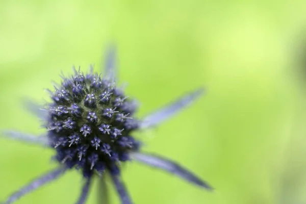 Jedna koule Thistle Echinops sphaerocephalus ukázala hlavu modrého květu na poli při západu slunce na slunci. Modrohlavá květinová hlava Echinops nebo rostlin. Glóbus nebo těsn.. — Stock fotografie