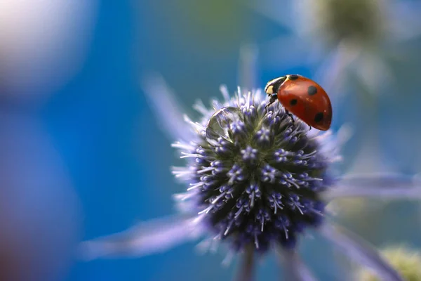 Thistle Echinops sphaerocephalus güneşte gün batımında bayan çanta ile alanında mavi bir çiçek başkanı sivri. Thistle veya yakın çekim.