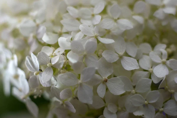 Nice white flowers. Natutre concept. Flowers background for desingers — Stock Photo, Image