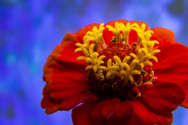 Red flower isolated on colorful background.