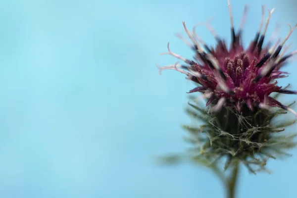 Yakın-up bitki Arctium lappa (büyük burdock, yenilebilir burdock). Çiçek konsepti