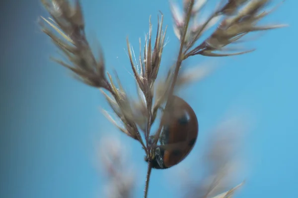 Coccinella siede su erba secca in estate su uno sfondo blu. Copia spazio per testo. Scendi concetto . — Foto Stock