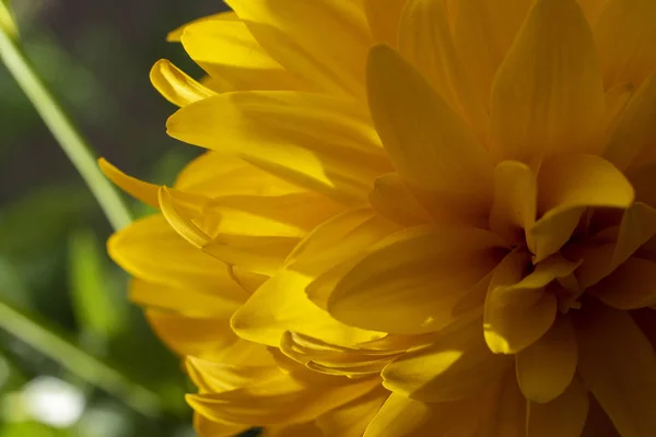 自然の背景に黄色の花。クローズ アップ。花のコンセプト ロイヤリティフリーのストック写真
