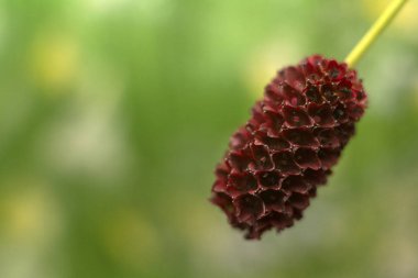 Yeşil doğal arka planda güzel kırmızı çiçek. Makro. Sanguisorba officinalis. Yakın plan dikin.