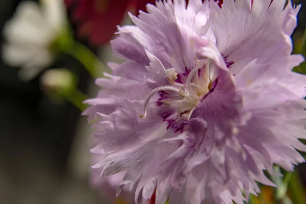 ピンクの花のクローズアップ。マクロ写真。自然な背景. — ストック写真