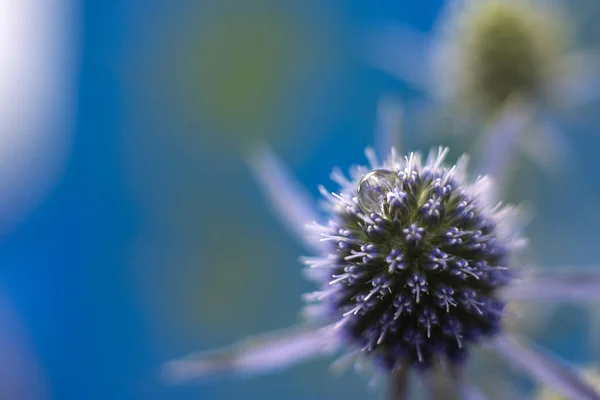 Cardo Echinops sphaerocephalus apontou cabeça de uma flor azul no fundo azul. Close-up — Fotografia de Stock