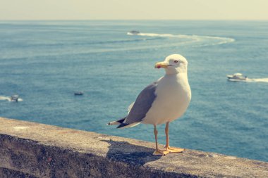 Deniz manzaralı beton duvar poz martı.