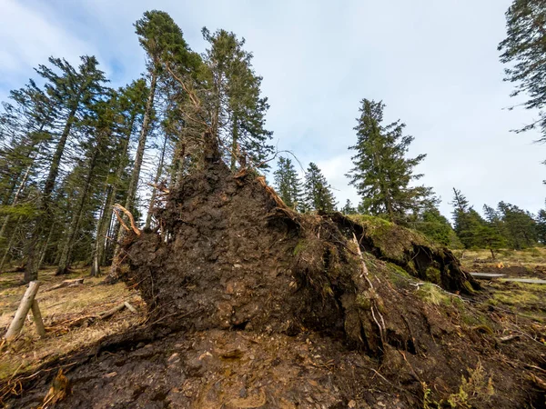 Underneath view of pine tree roots after wind storm.