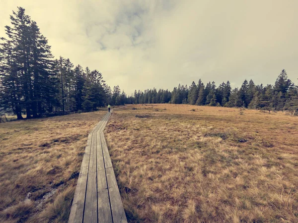 Passerella di legno che attraversa paludi circondate da pini . — Foto Stock