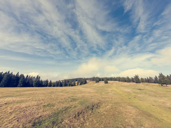 Spektakulära höstlandskap med äng omgiven av tallskog. — Stockfoto