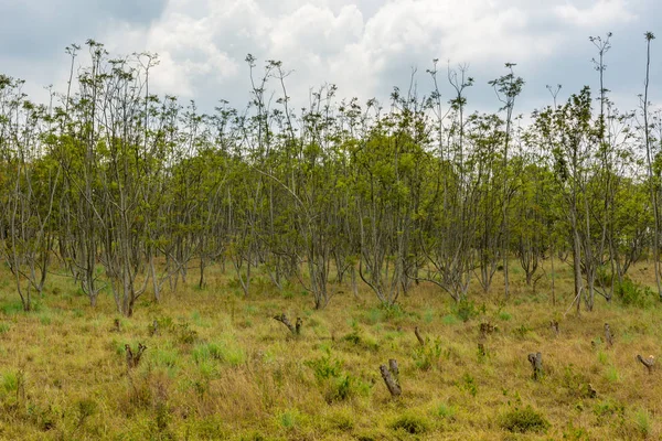 Paesaggio tipico della savana di prati boschivi e suoli rossi . — Foto Stock