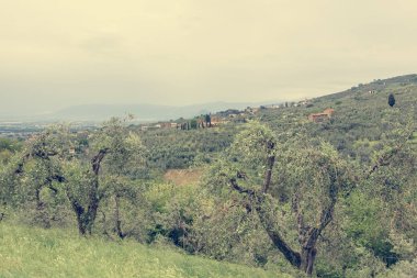 Tepeler haddeleme büyüyen zeytin ağaçları ile Tuscany kırsal.