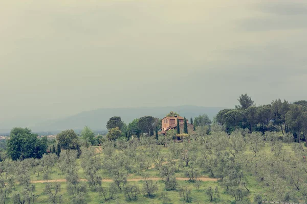 Vigneto tradizionale circondato da una vegetazione lussureggiante che copre dolci colline . — Foto Stock