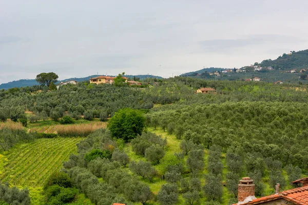 Traditionele wijngaard omringd door weelderige vegetatie die betrekking hebben op glooiende heuvels. — Stockfoto