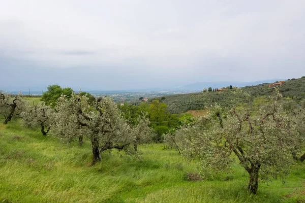 Campagna toscana con ulivi che crescono su dolci colline . — Foto Stock