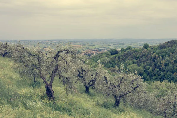Campagna toscana con ulivi che crescono su dolci colline . — Foto Stock
