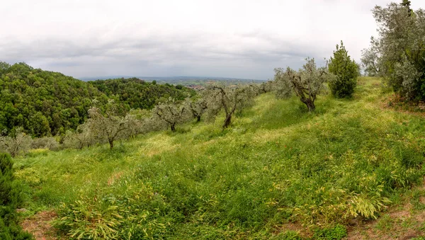 Campo en Toscana con olivos creciendo en colinas onduladas . — Foto de Stock