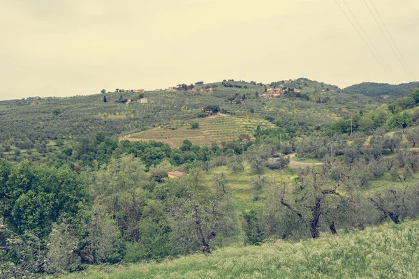 Tuscany countryside with olive trees growing on rolling hills.