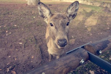 Hayvanat bahçesinde açık bir genç doe poz portresi.
