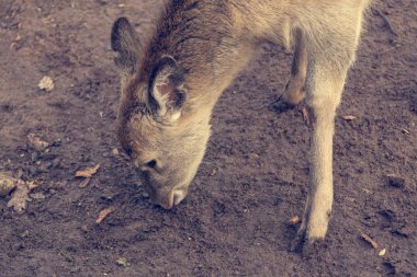 Hayvanat bahçesinde açık bir genç doe poz portresi.