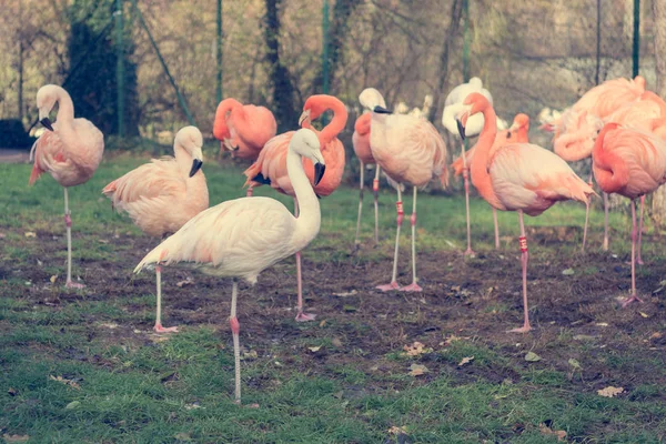 Yerel hayvanat bahçesi çimenlerin üzerinde duran birçok pembe flamingolar. — Stok fotoğraf