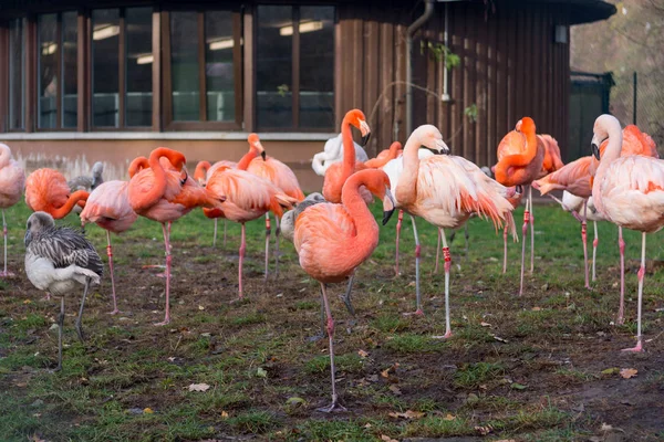 Wiele różowe flamingi, stojąc na trawie w lokalnych zoo. — Zdjęcie stockowe