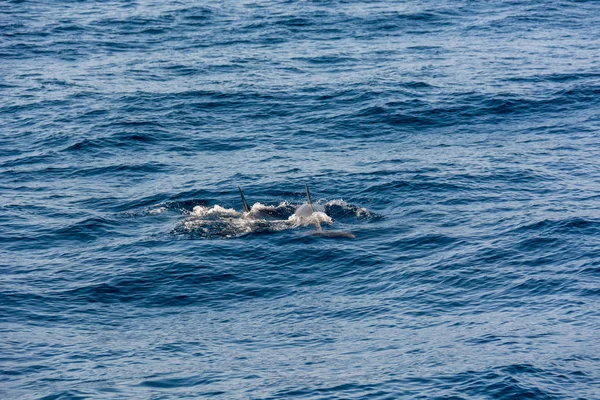 Golfinhos nadando no oceano azul perto da costa de Tenereife . — Fotografia de Stock