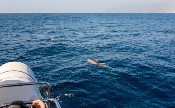 Figyelte a természeti környezetben, egy hajókirándulás a delfinek. — Stock Fotó